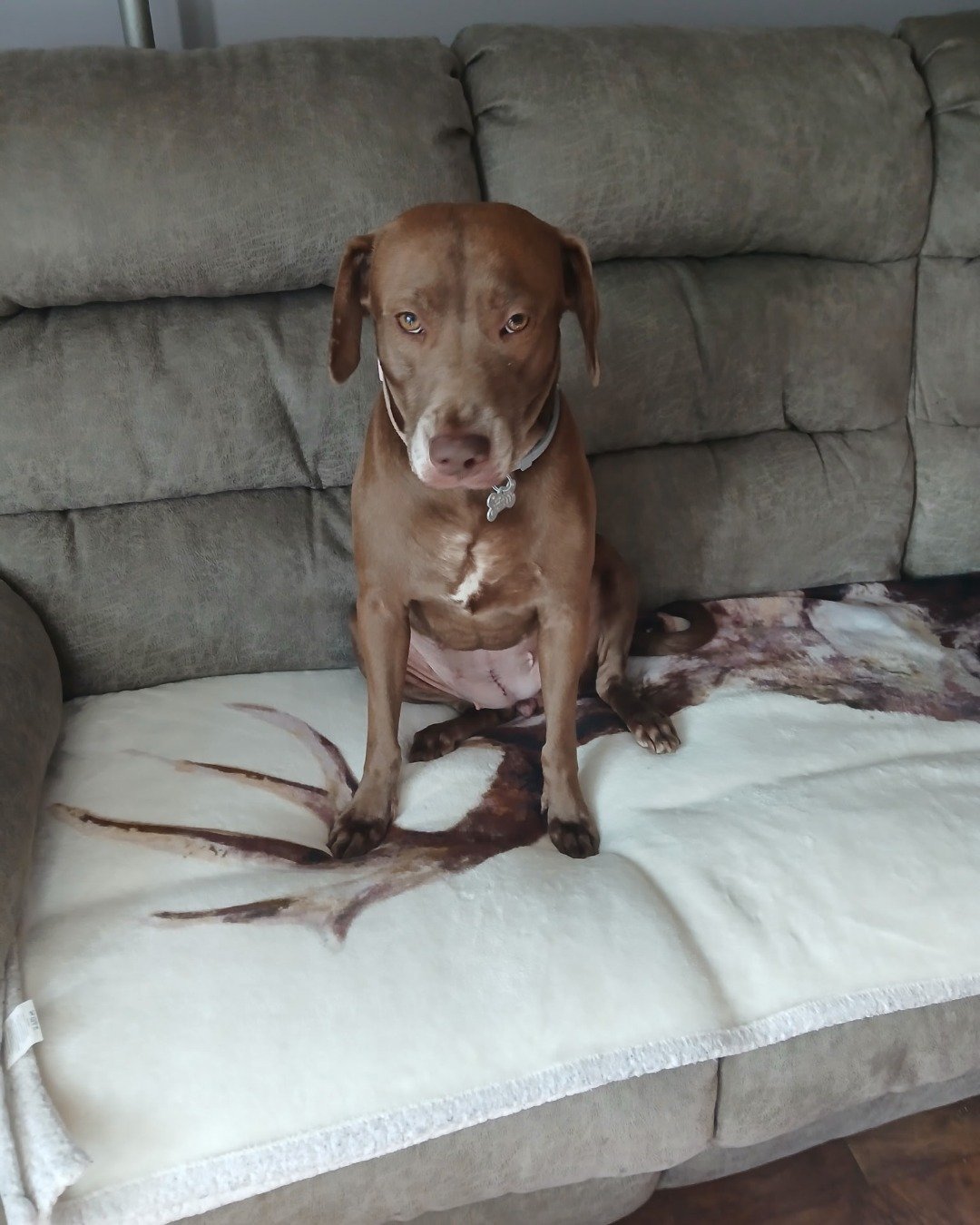 Annabelle. Couch, Furniture, Cushion, Home Decor, Dog