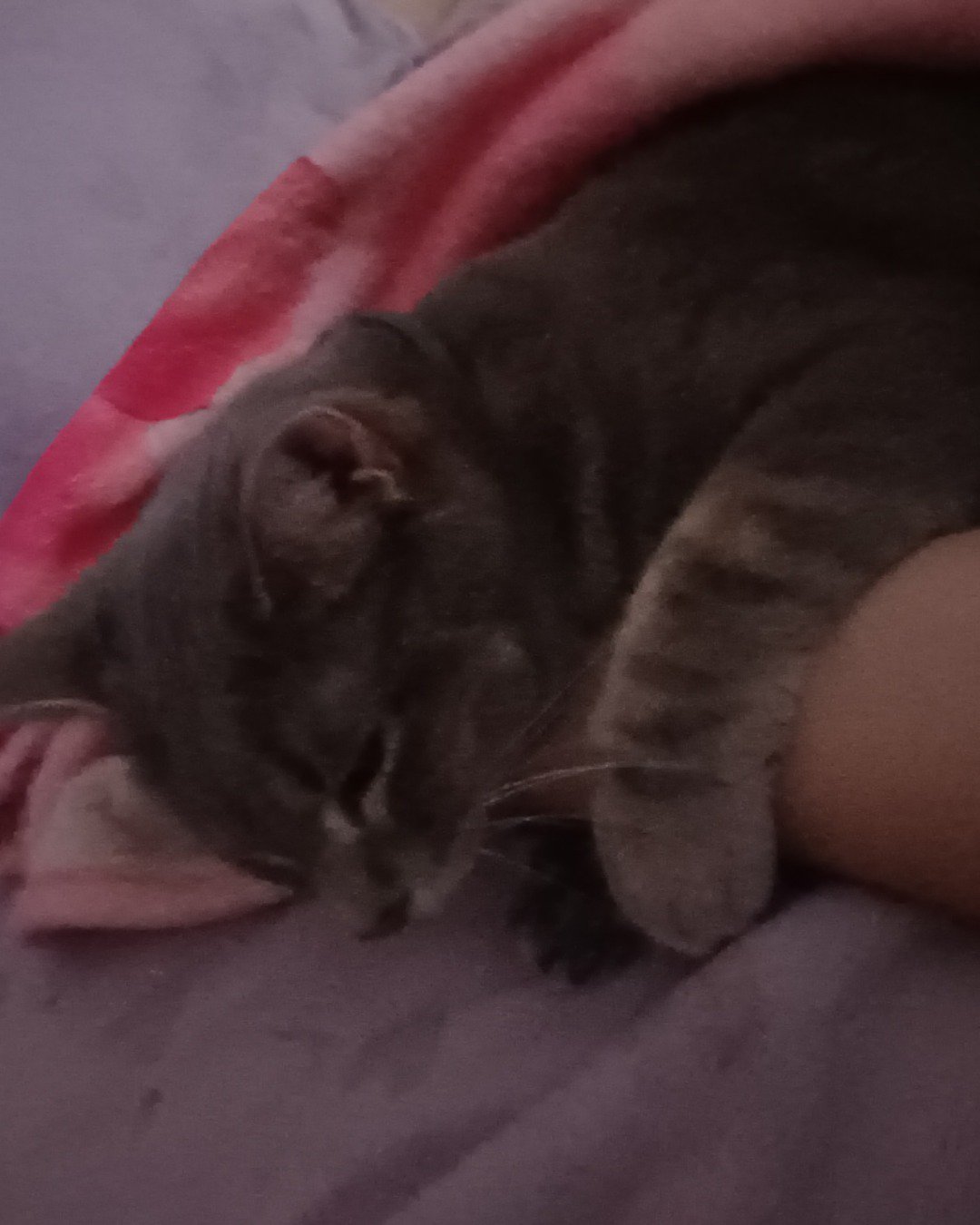 dutchess the short haired cat. Person, Sleeping, Blanket, Dog, Cat, Furniture