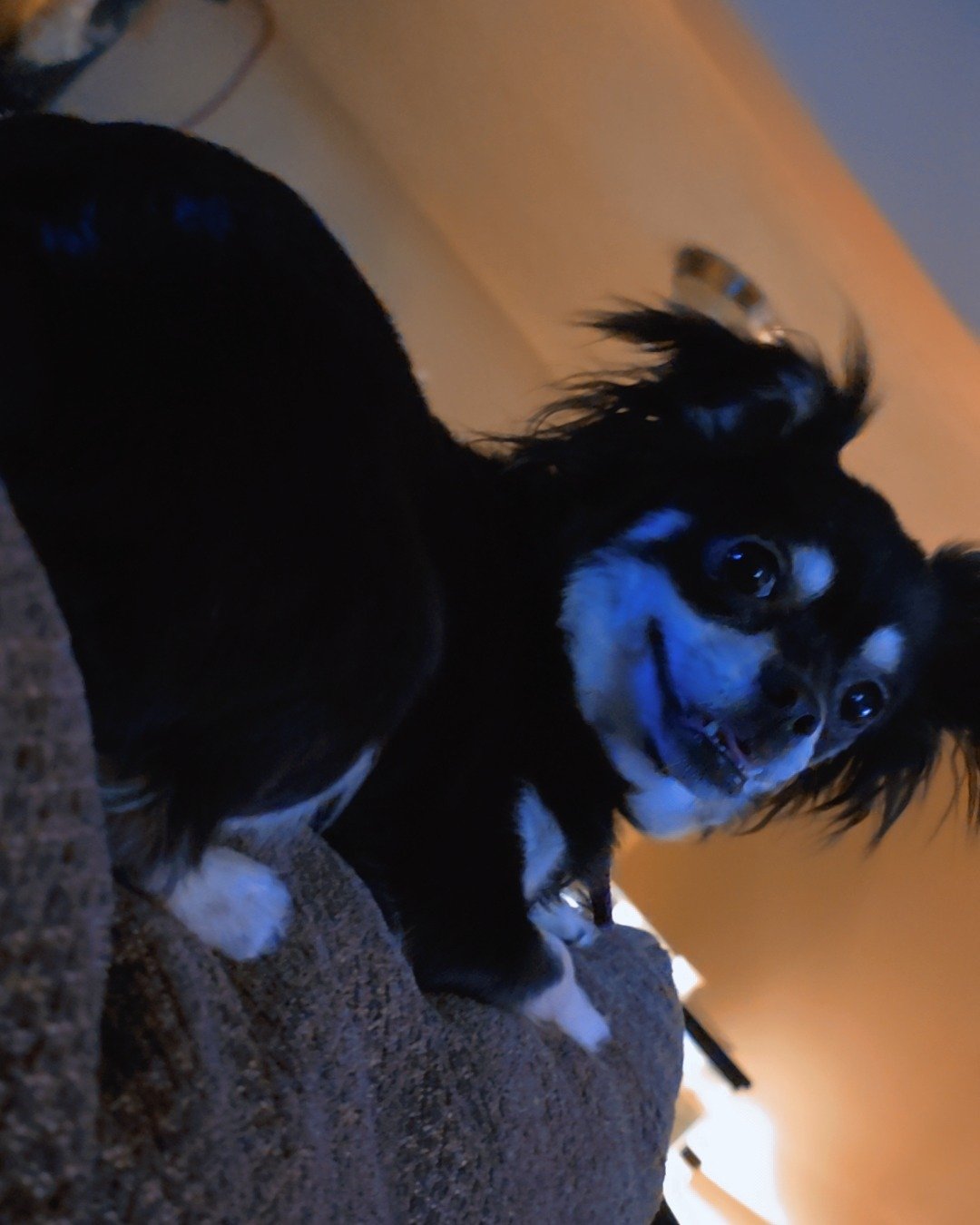 Mango 🥭 the Chihuahua. Dog, Puppy, Cocker Spaniel, Papillon