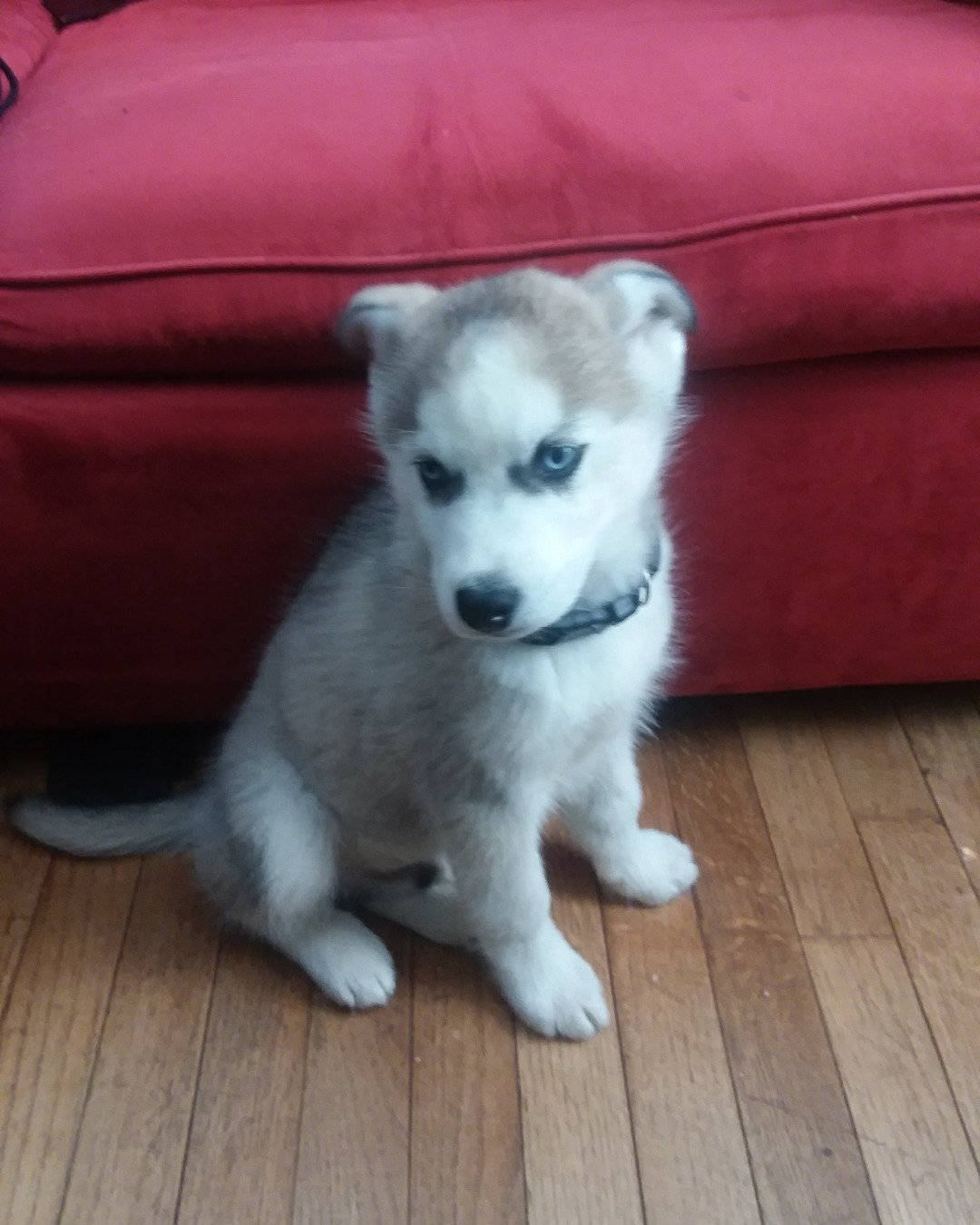 Hemi the Siberian Husky. Dog, Puppy, Husky, Eskimo Dog