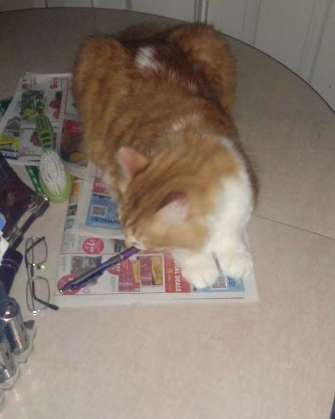 Lucky. Cat, Book, Publication