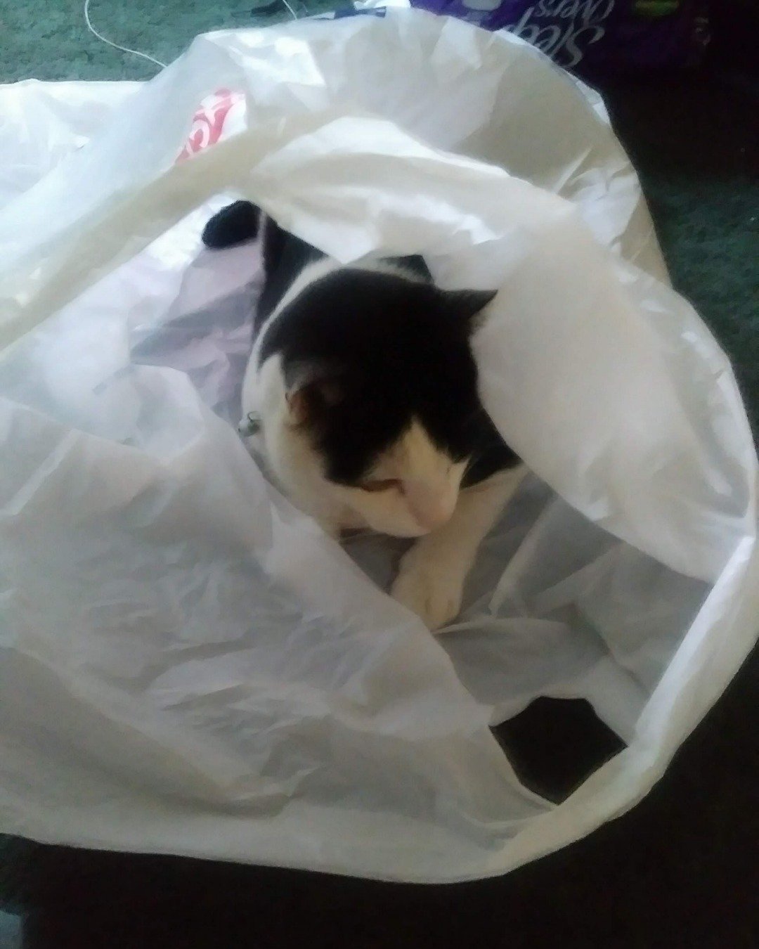 Zeke the Tuxedo. Bag, Plastic, Plastic Bag, Cat