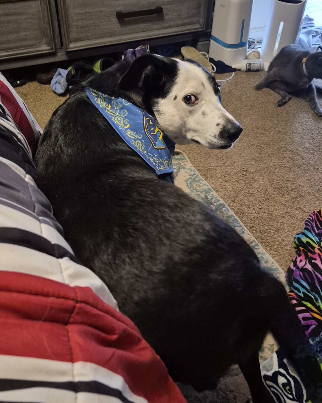 stevie the border collie/lab. Couch, Furniture, Dog, Hound, Puppy, Person