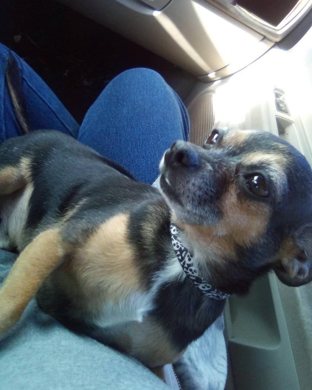 pop pop the Chihuahua. Dog, Puppy, Cushion, Home Decor, Hound, Chihuahua