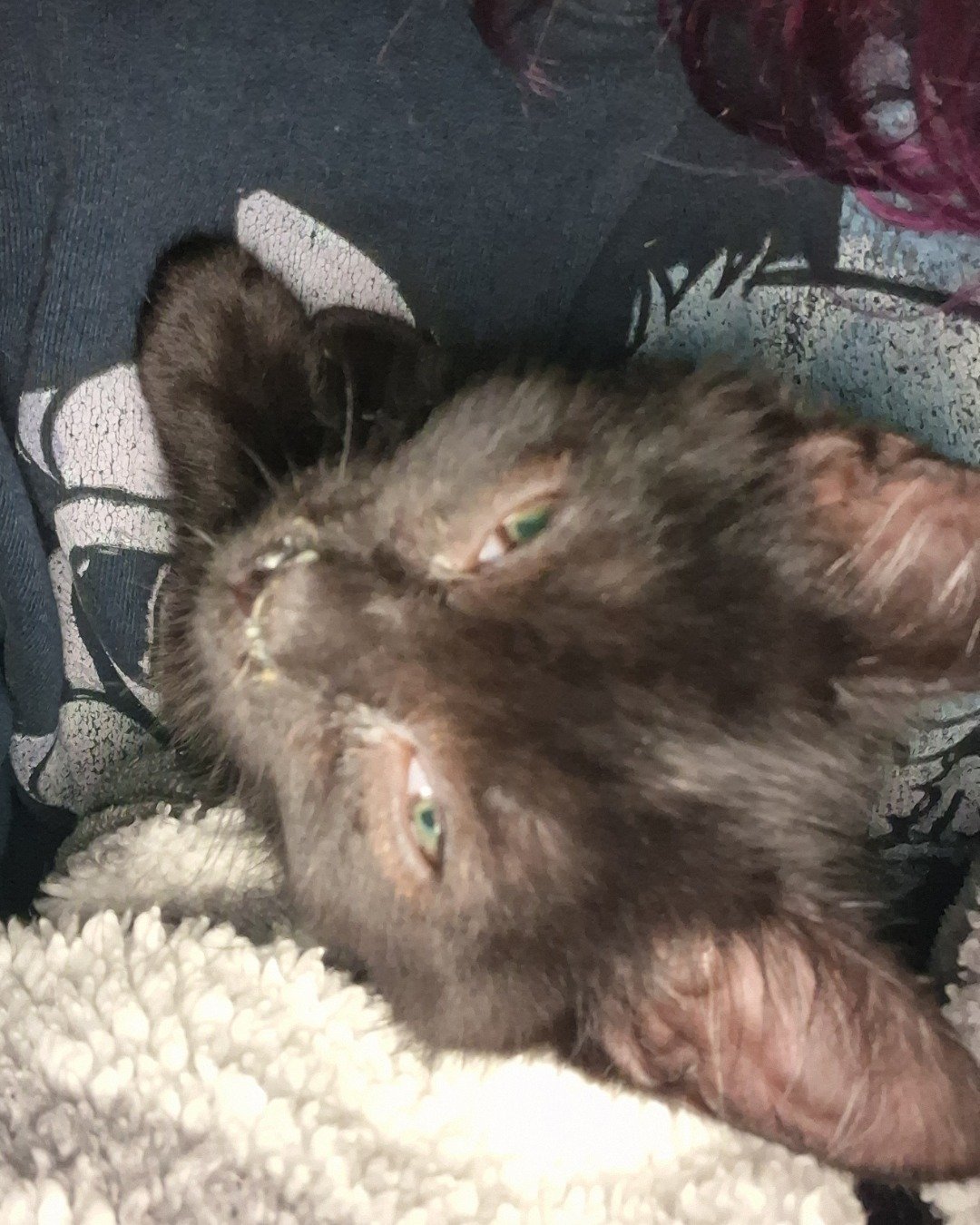 Aries the Black cat. Cat, Kitten