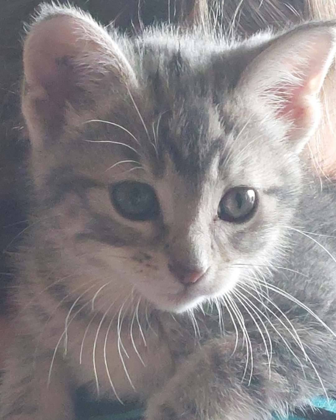 muffin the mutt. Cat, Kitten