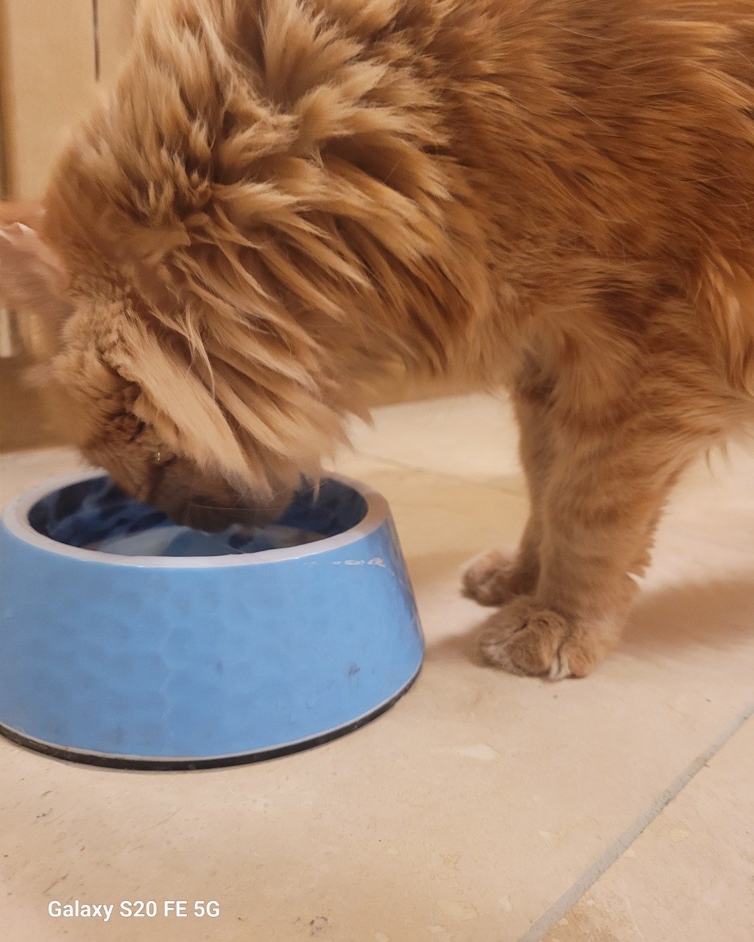 Baylor Abbott the Main Coon. Cat, Manx, Wood, Hardwood, Tape