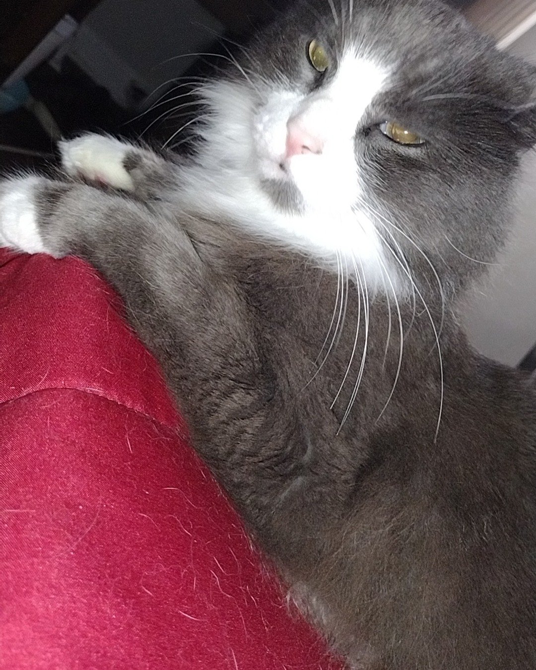 Gollum the Siamese mix. Cat, Kitten