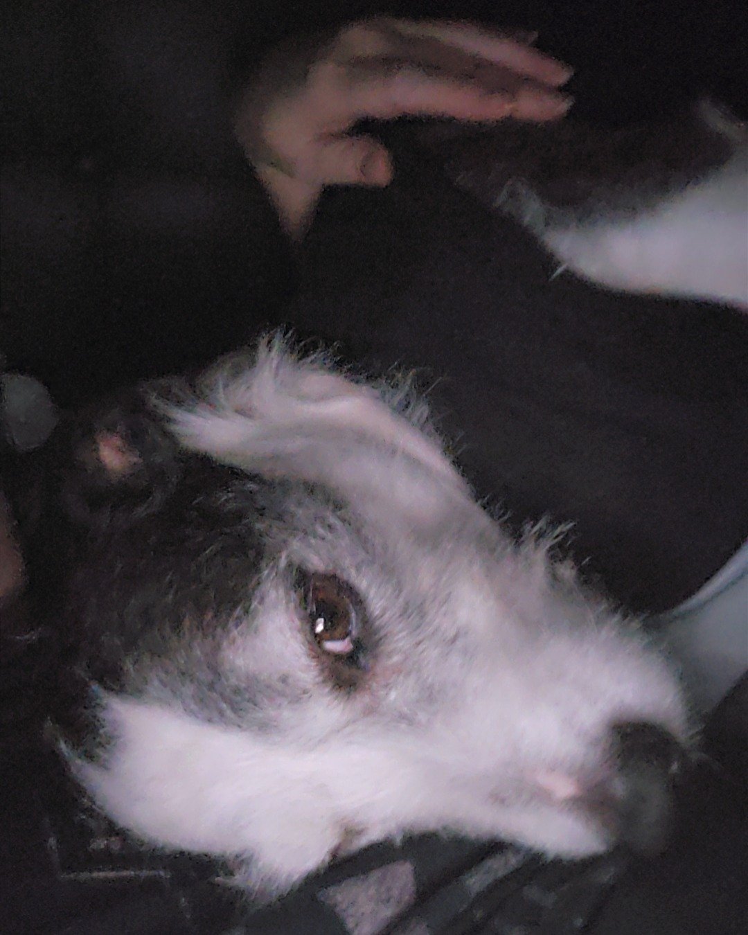 Willie the terrier. Body Part, Finger, Hand, Person, Dog, Puppy