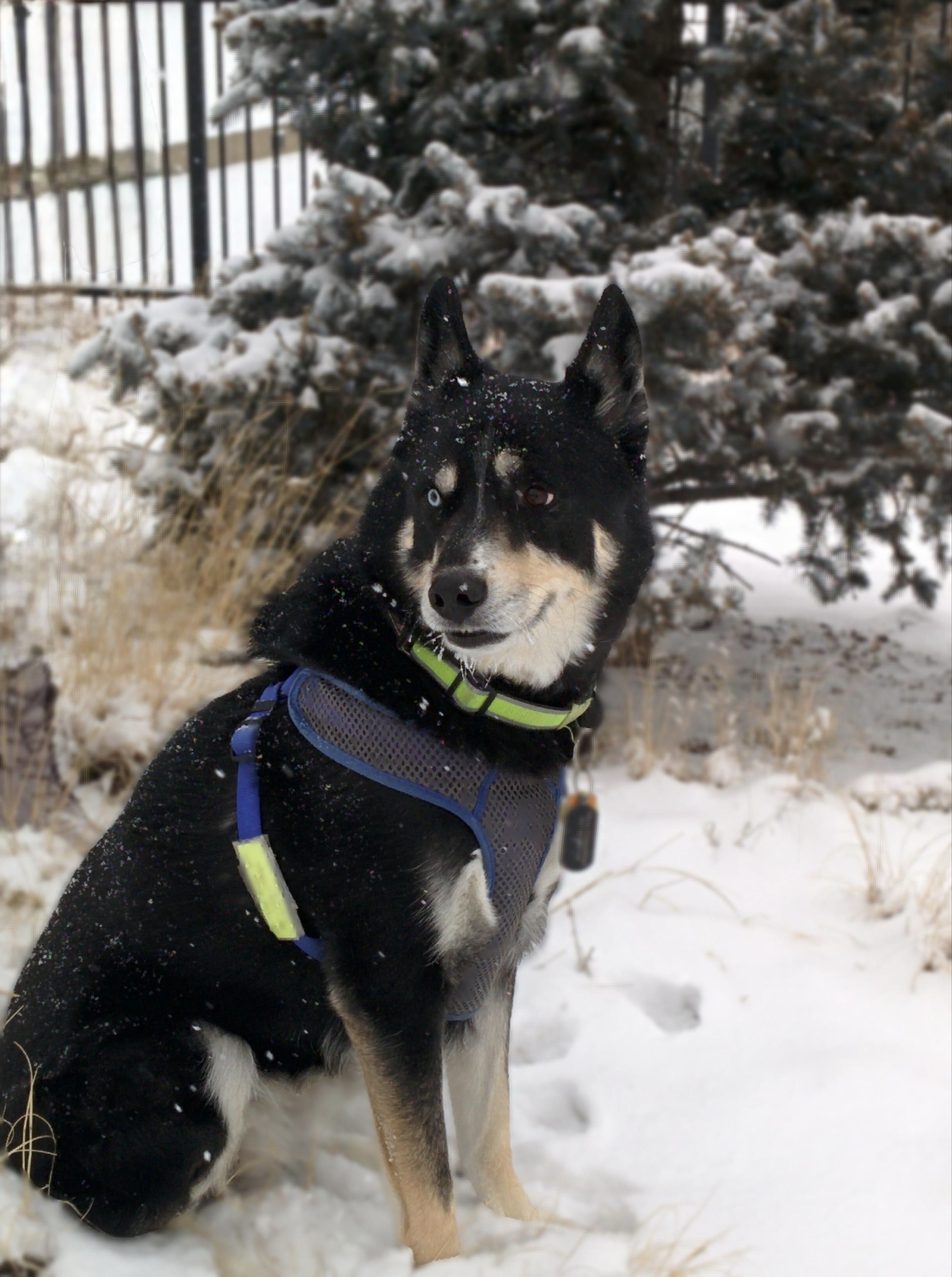 Loki the Husky Mix
