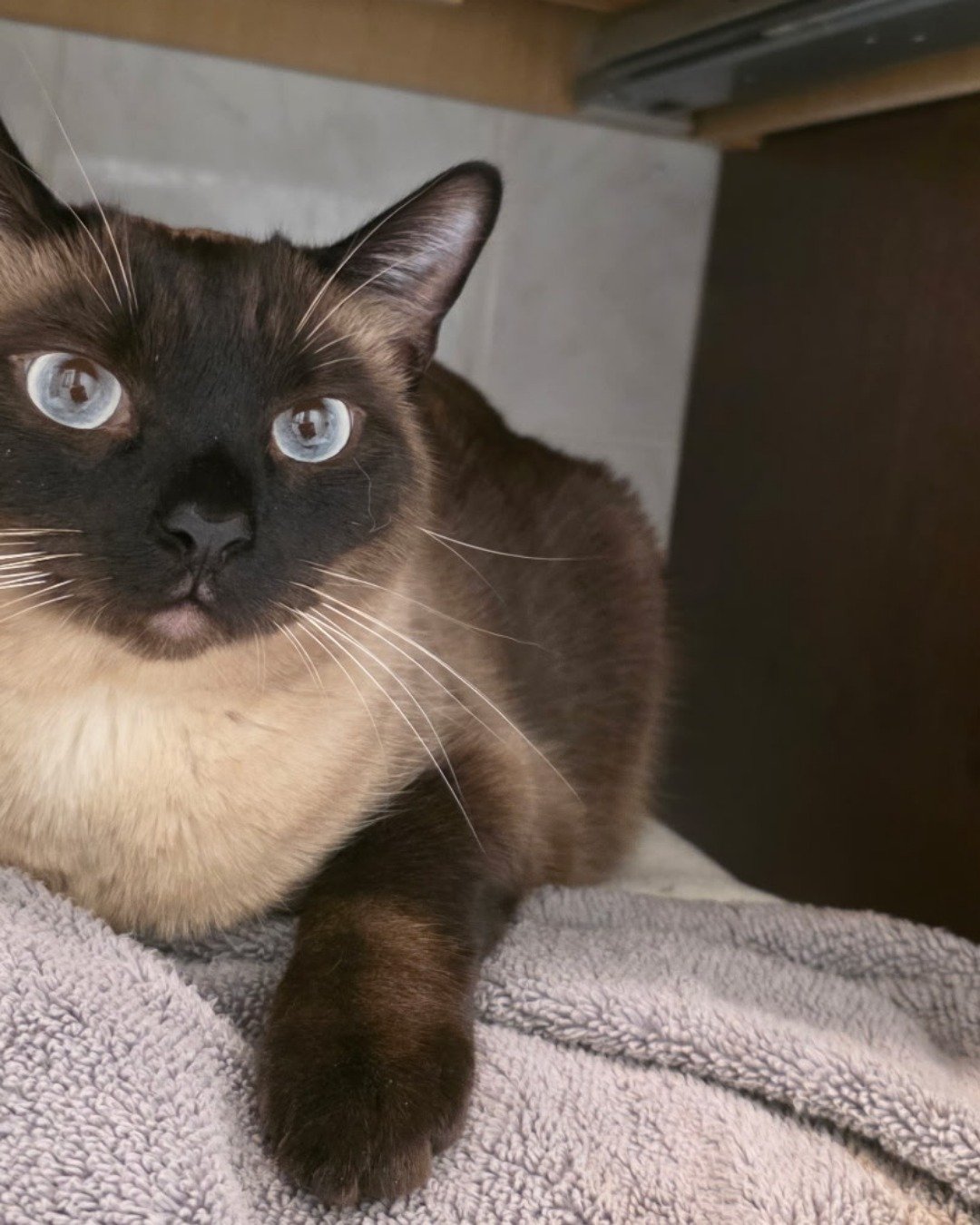 stub tail Stella🙃😎 (twin of Luna) the Siamese. Cat, Siamese