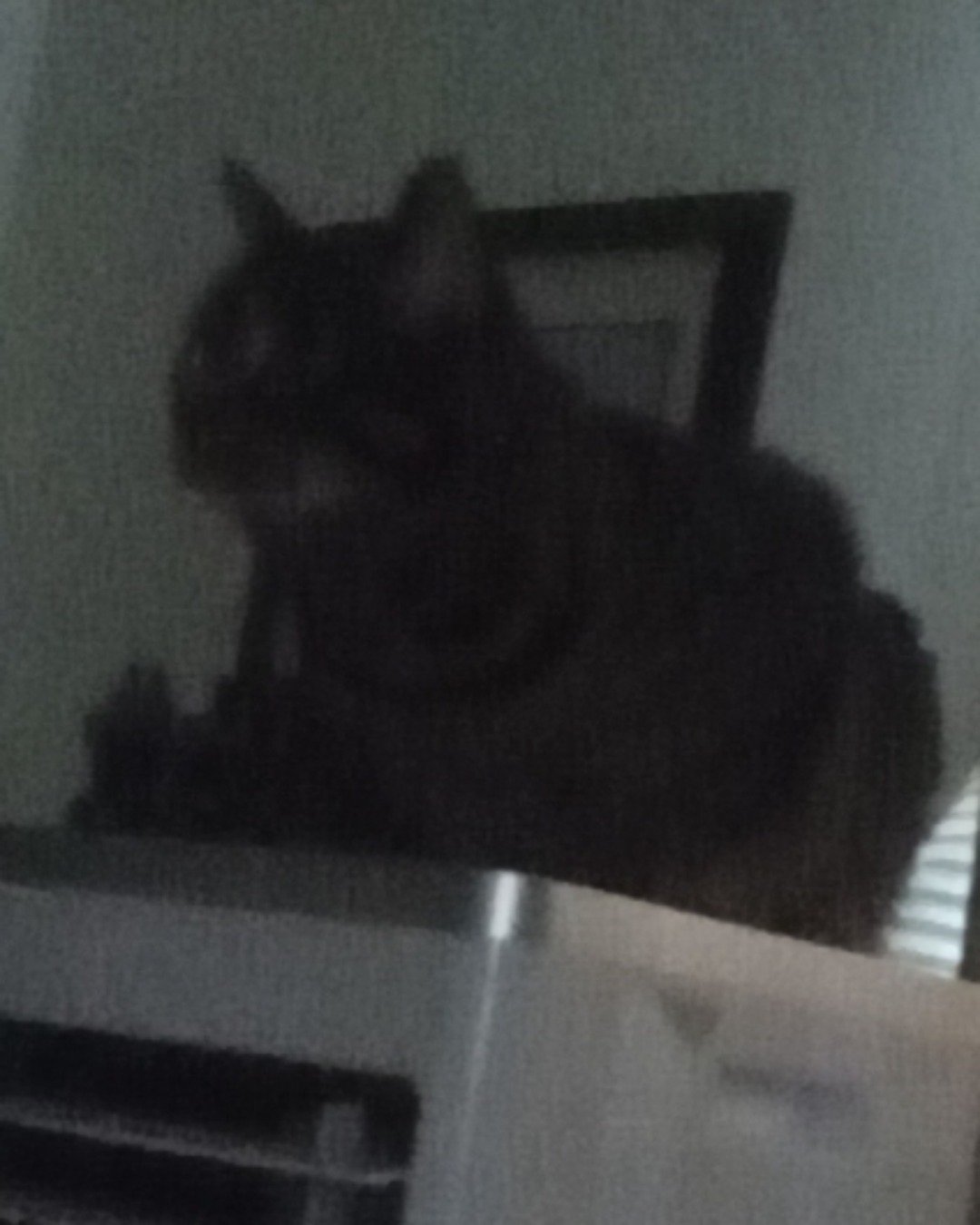 Pete. Cat