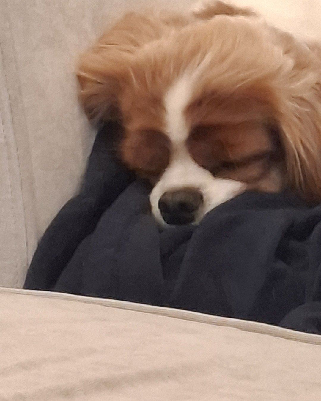 Arya the Cavalier King Charles Spaniel. Person, Sleeping, Dog, Puppy, Blanket