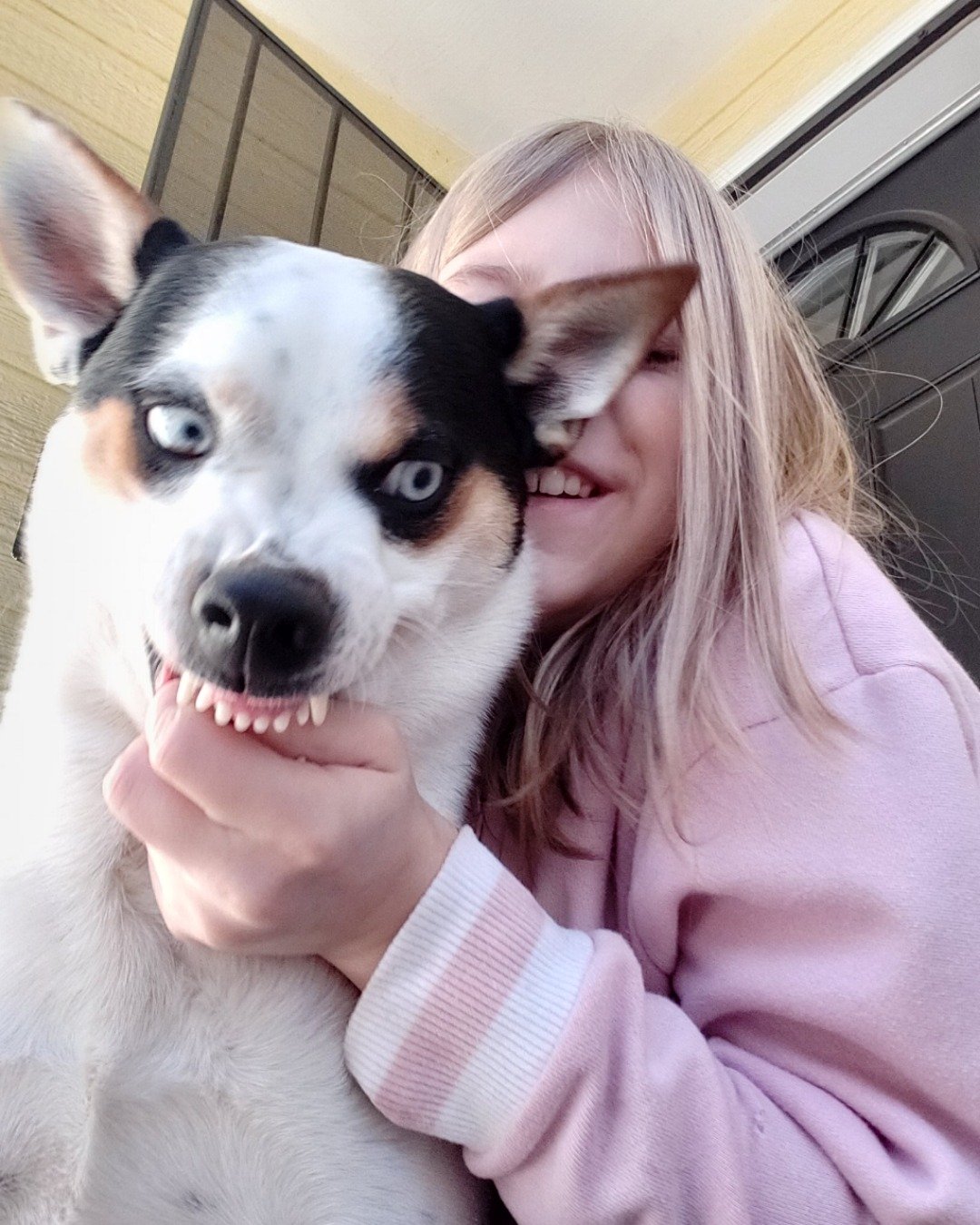 Billy the 1/4 Chihuahua 3/4 Queensland healer. Person, Body Part, Mouth, Teeth, Dog, Puppy
