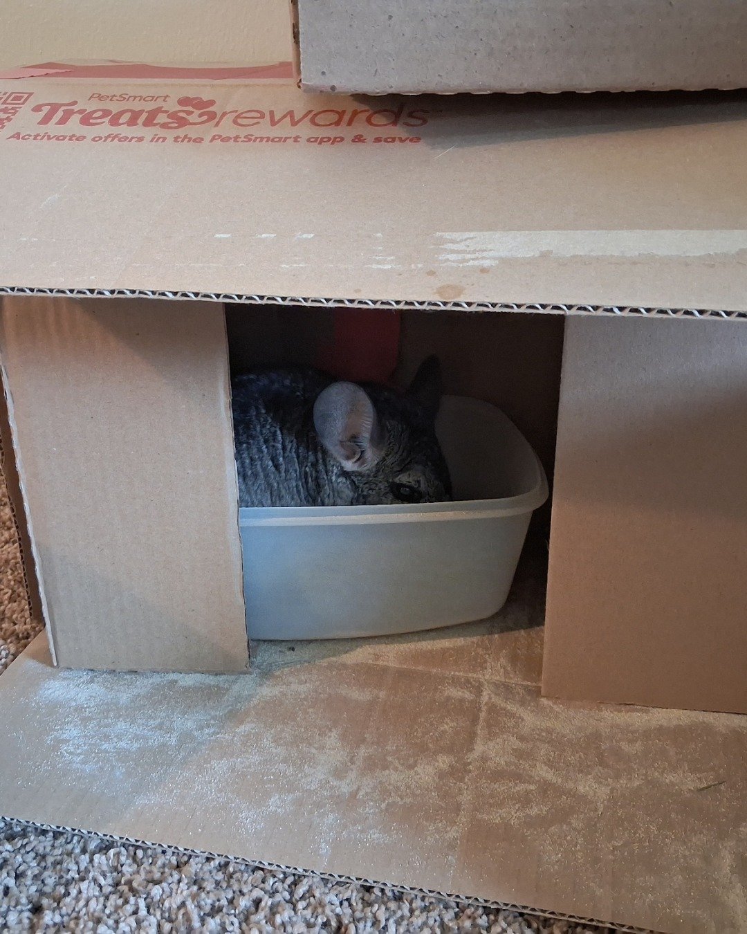 Chimmichanga the Chinchilla. Box, Cat, Rodent, Chinchilla