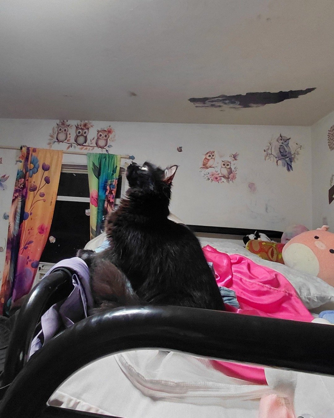 Kitty. Furniture, Architecture, Building, Outdoors, Shelter, Bed