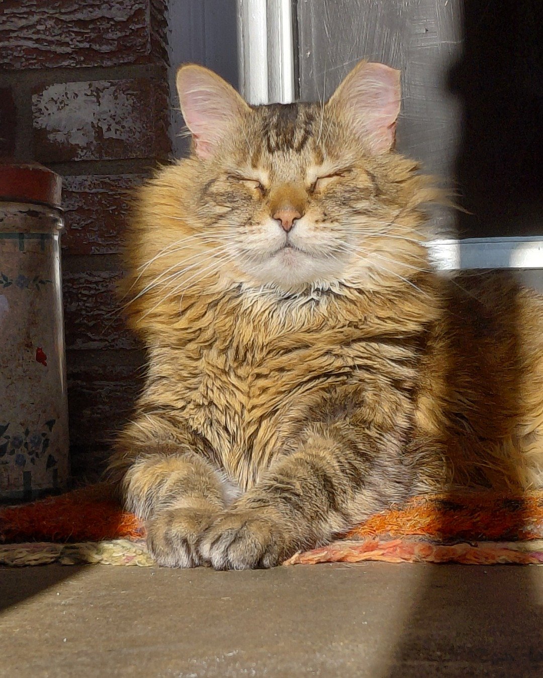 Hot Tamale/Mollie the Norwegian Forest Cat. Cat, Manx, Abyssinian