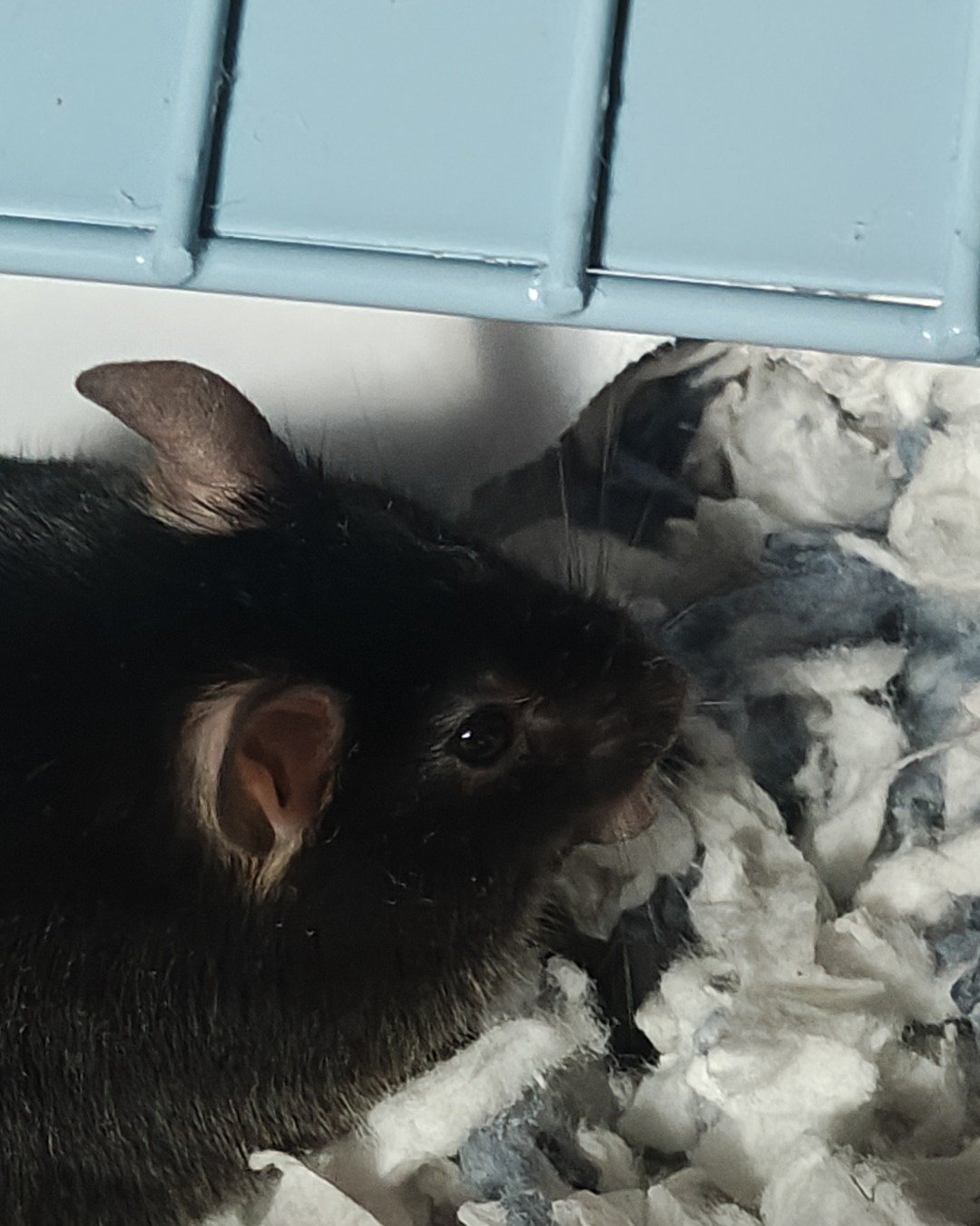 Prof. RatRat the Mouse. Pig, Rodent