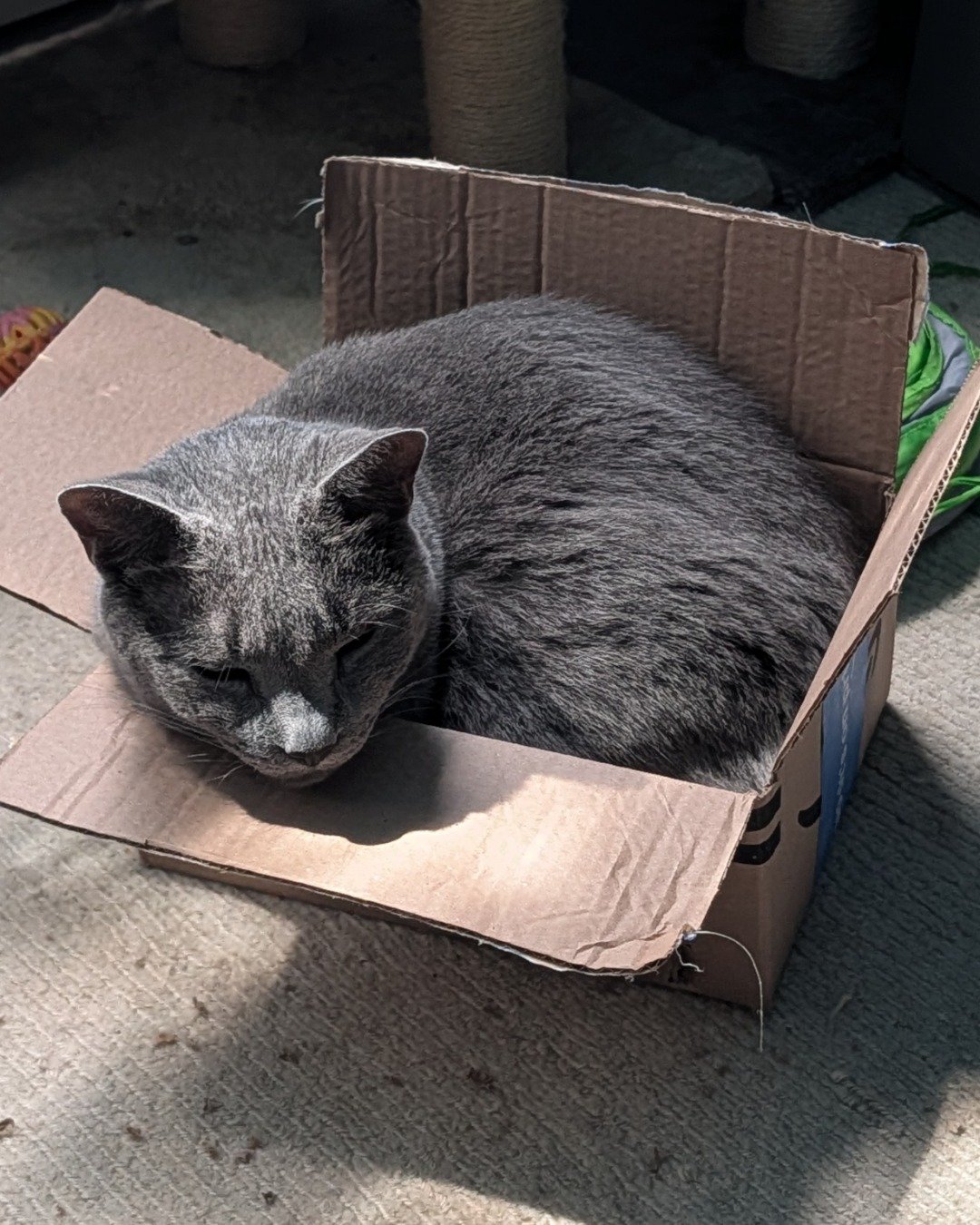 Theseus the Grey. Box, Cat, Cardboard, Carton