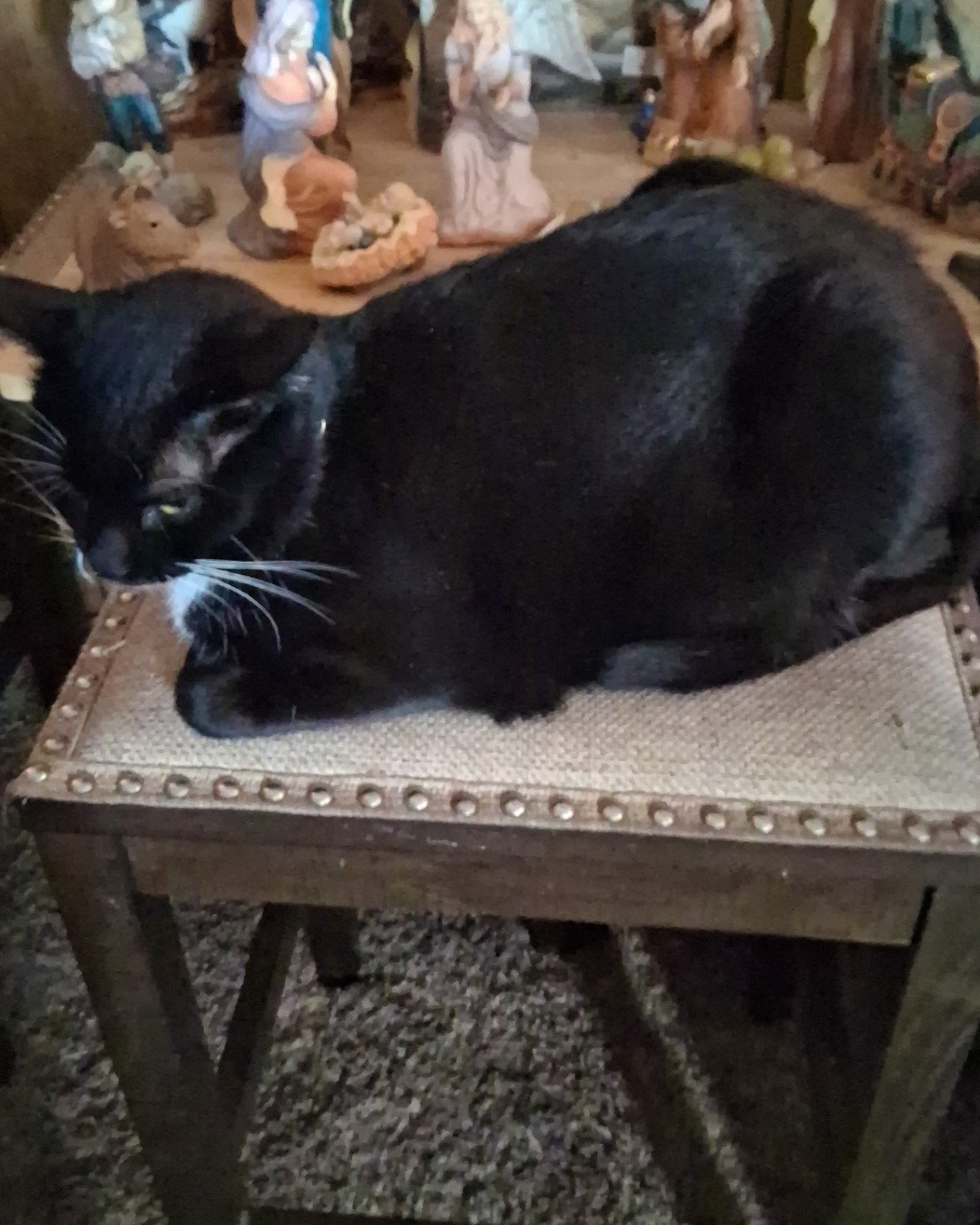 Angel the Tuxedo. Furniture, Table, Cat, Chair