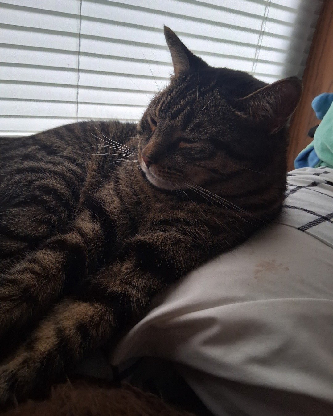 brimstone. Home Decor, Person, Sleeping, Cat, Couch, Furniture