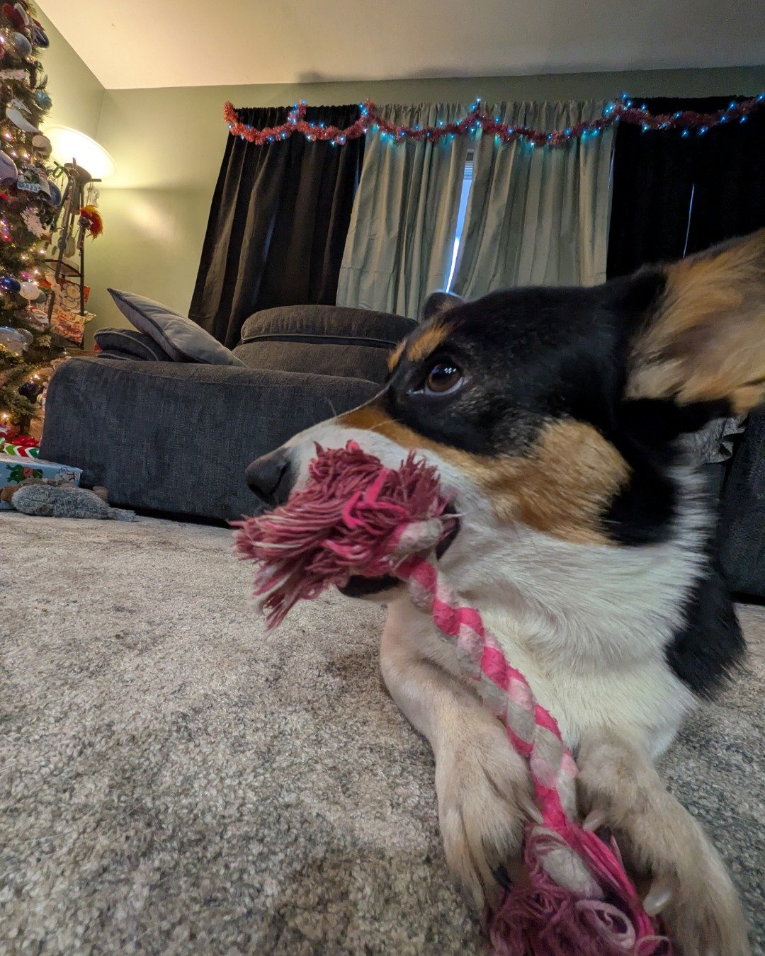 hazel the Paran Brook Corgi. Couch, Furniture, Architecture, Building, Indoors, Living Room