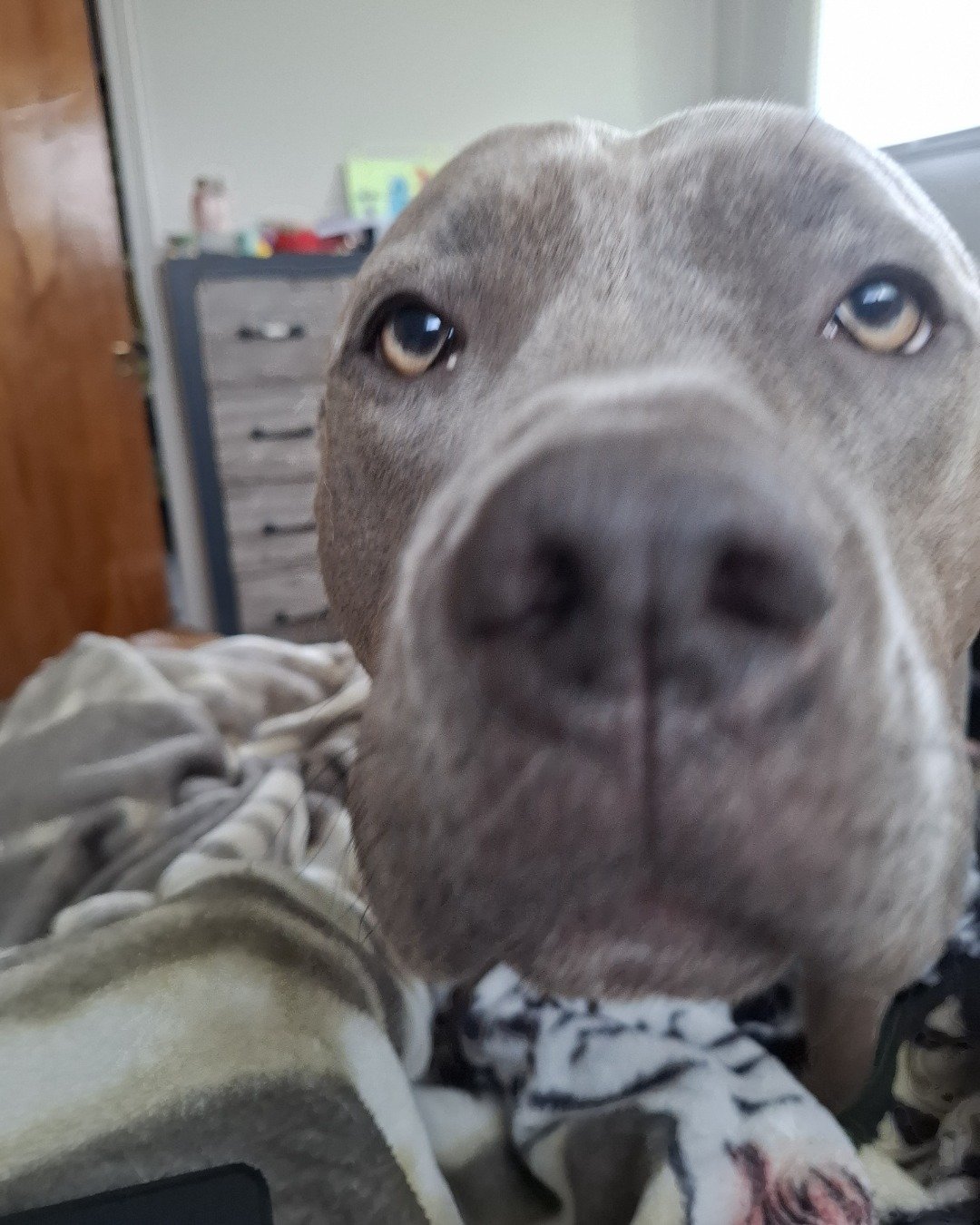 violet the pitbull. Snout, Dog, Puppy, Furniture, Person