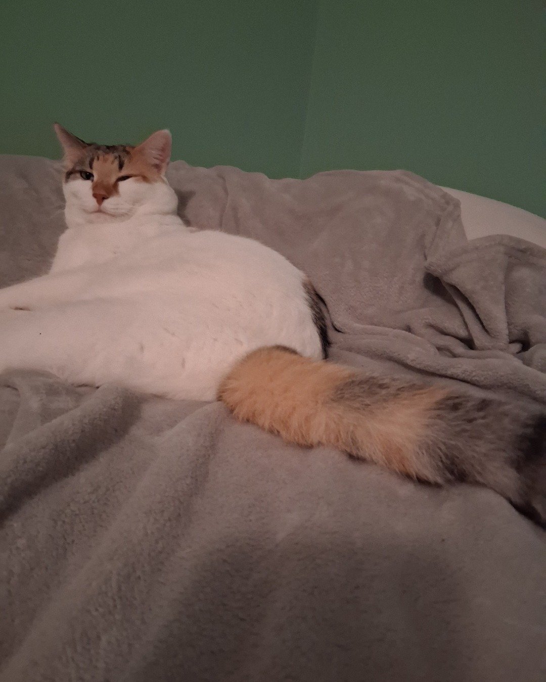 Callie the Calico maincoon. Blanket, Cat, Kitten