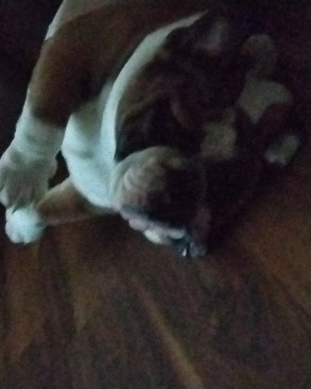 Bobo not becker the English bulldog. Bulldog, Dog, Puppy, French Bulldog