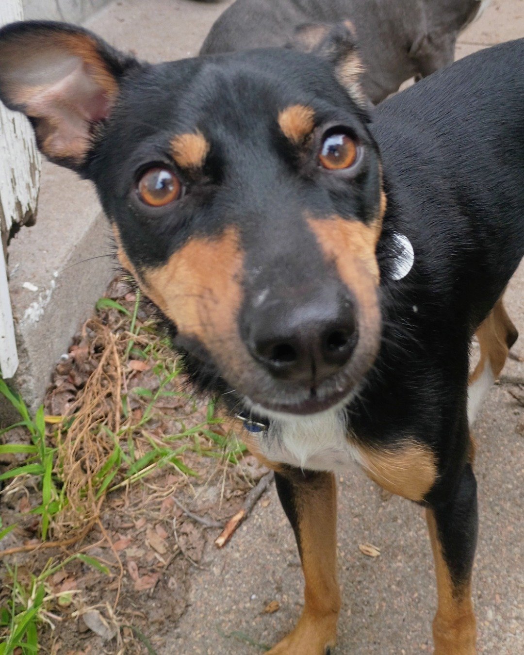 max the unknown. Dog, Hound, Puppy, Pig