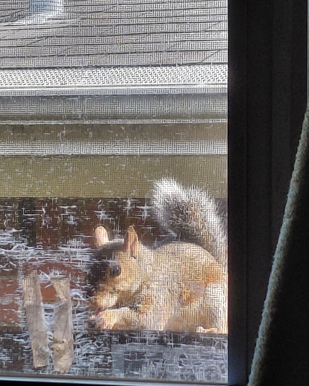 Squirrels Daily 🐿 the Squirrels. Architecture, Building, Rodent, Squirrel