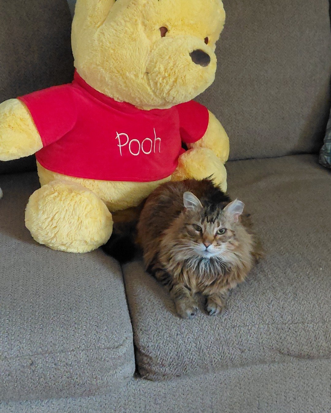 Hot Tamale/Mollie the Norwegian Forest Cat. Couch, Furniture, Cat, Teddy Bear, Toy, Plush