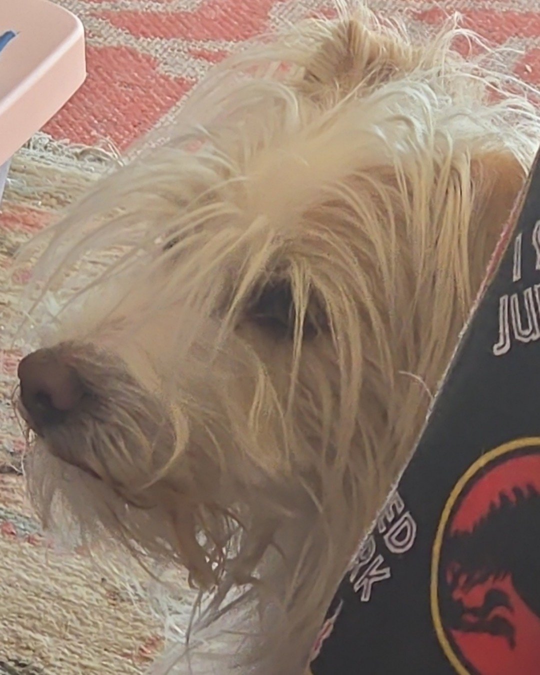 Dash the Parsons Russell. Dog, Puppy, White Dog