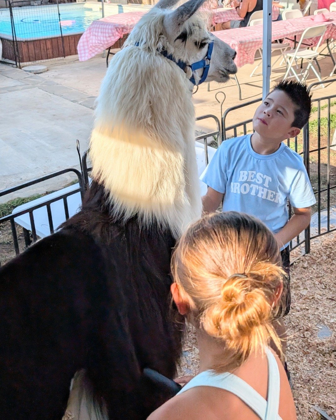 Stanley the Llama. Child, Female, Girl, Person, Llama, Clothing