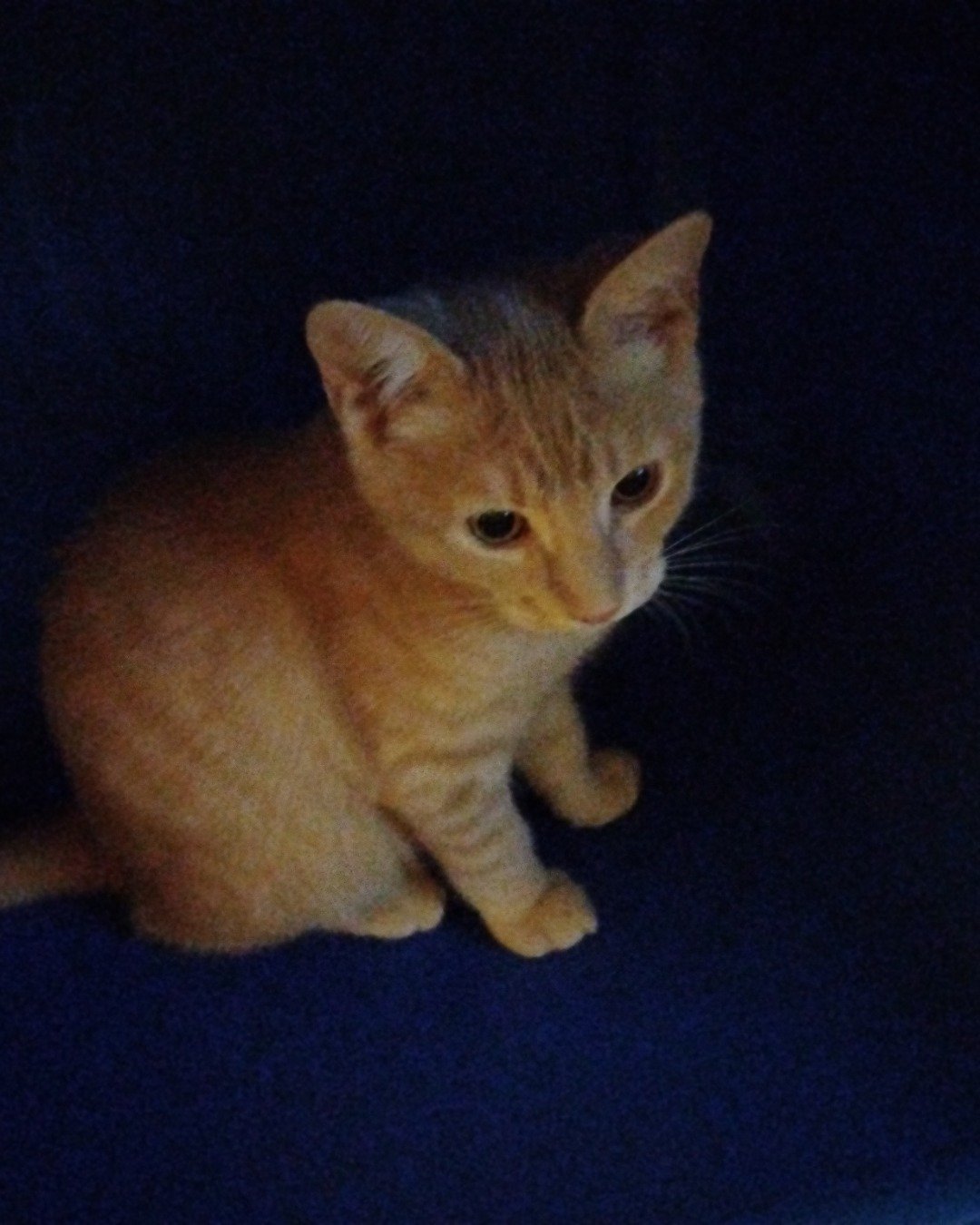 panther mc manther the orange. Abyssinian, Cat, Kitten