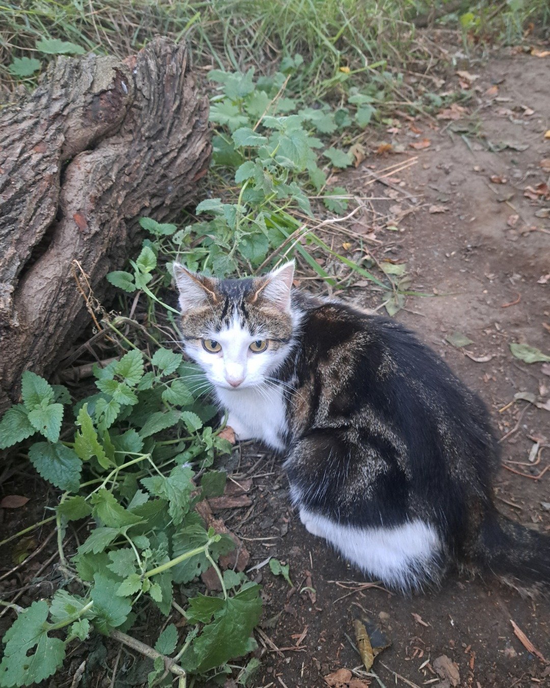 Queen. Soil, Herbal, Herbs, Plant, Leaf, Cat