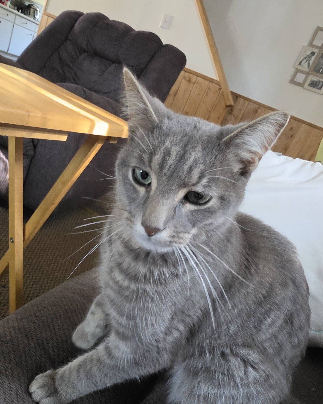 idk the cats name. Couch, Furniture, Chair, Cat, Wood, Table
