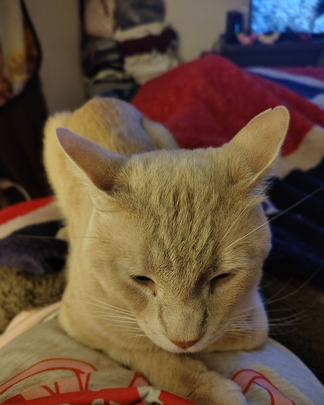 nugget the orange tabby — Abyssinian, Cat