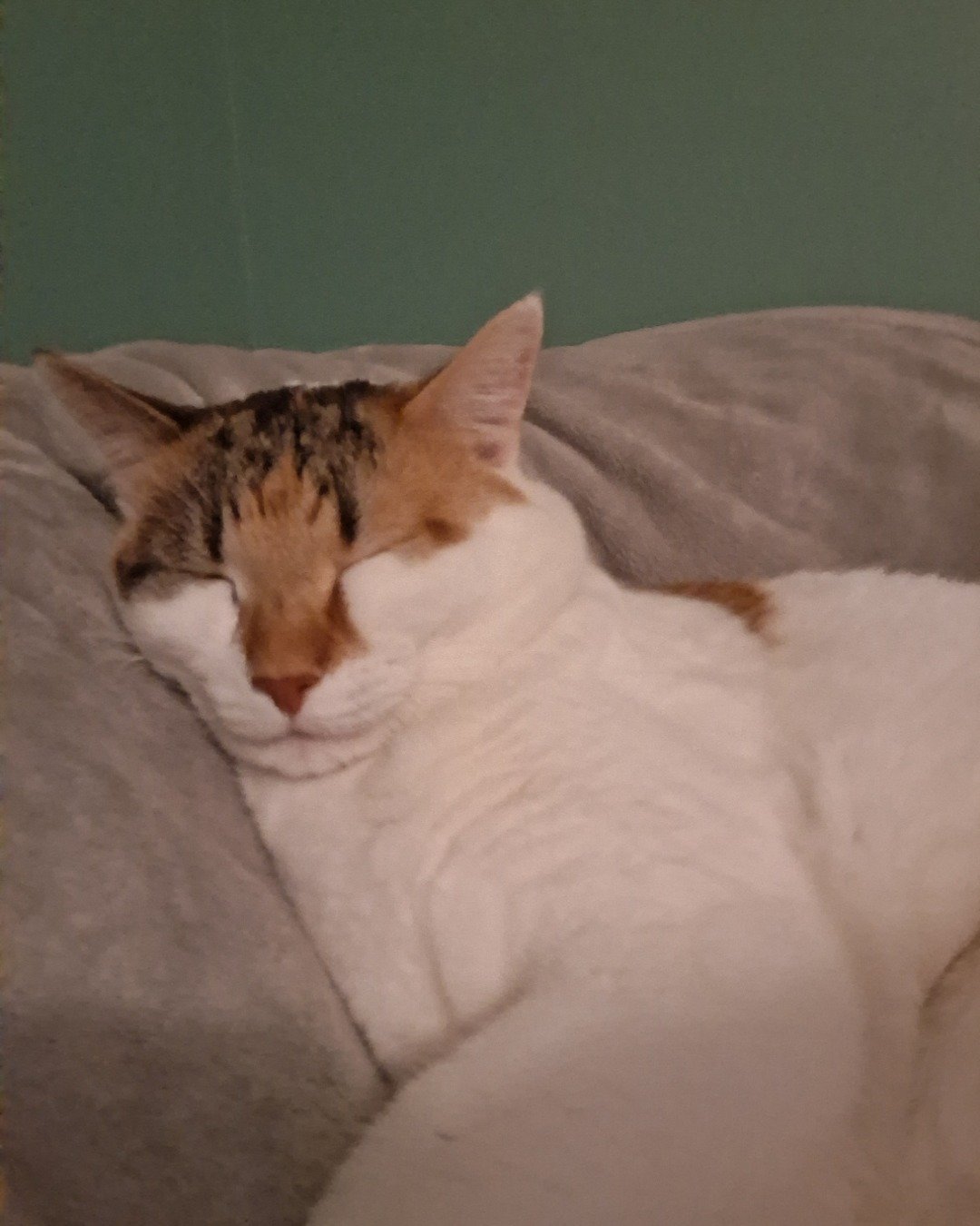 Callie the Calico maincoon. Person, Sleeping, Cat, Kitten, Blanket