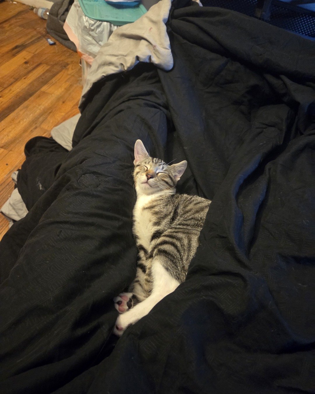 Tiger the Tabby. Blanket, Cat, Couch, Furniture, Wood