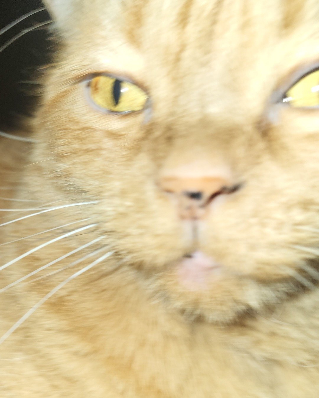 Rosie the American Shorthair. Cat