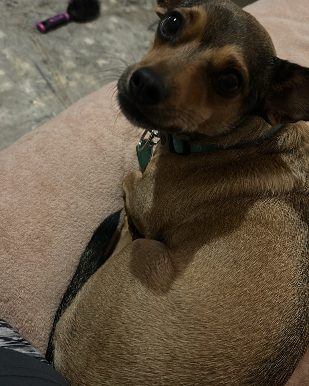 joy the female Chihuahua. Dog, Puppy, Hound