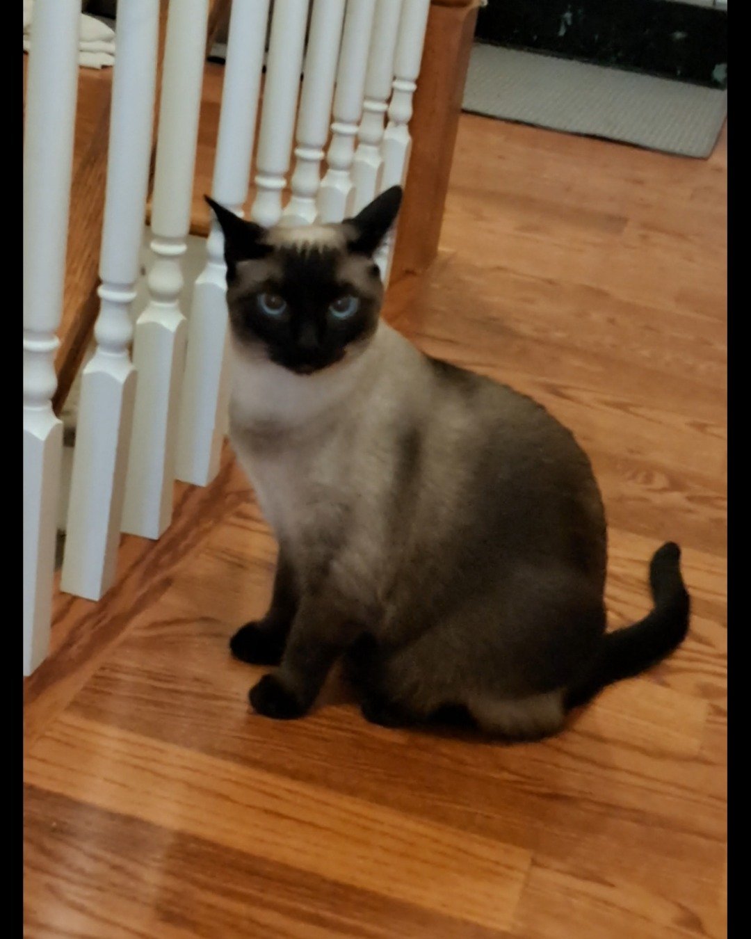 Luna🌙💫 (twin of Stella) the Siamese. Wood, Hardwood, Floor, Flooring, Cat