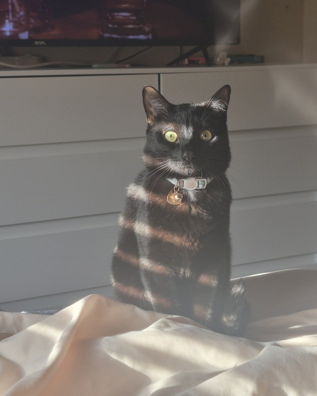 onyx😎 the black cat 🐈‍⬛. Electronics, Screen, Computer Hardware, Hardware, Monitor, TV