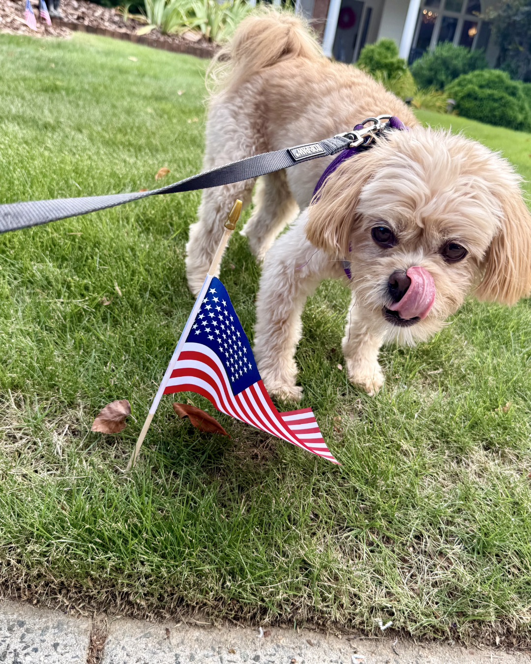 Chewie the Peekapoo
