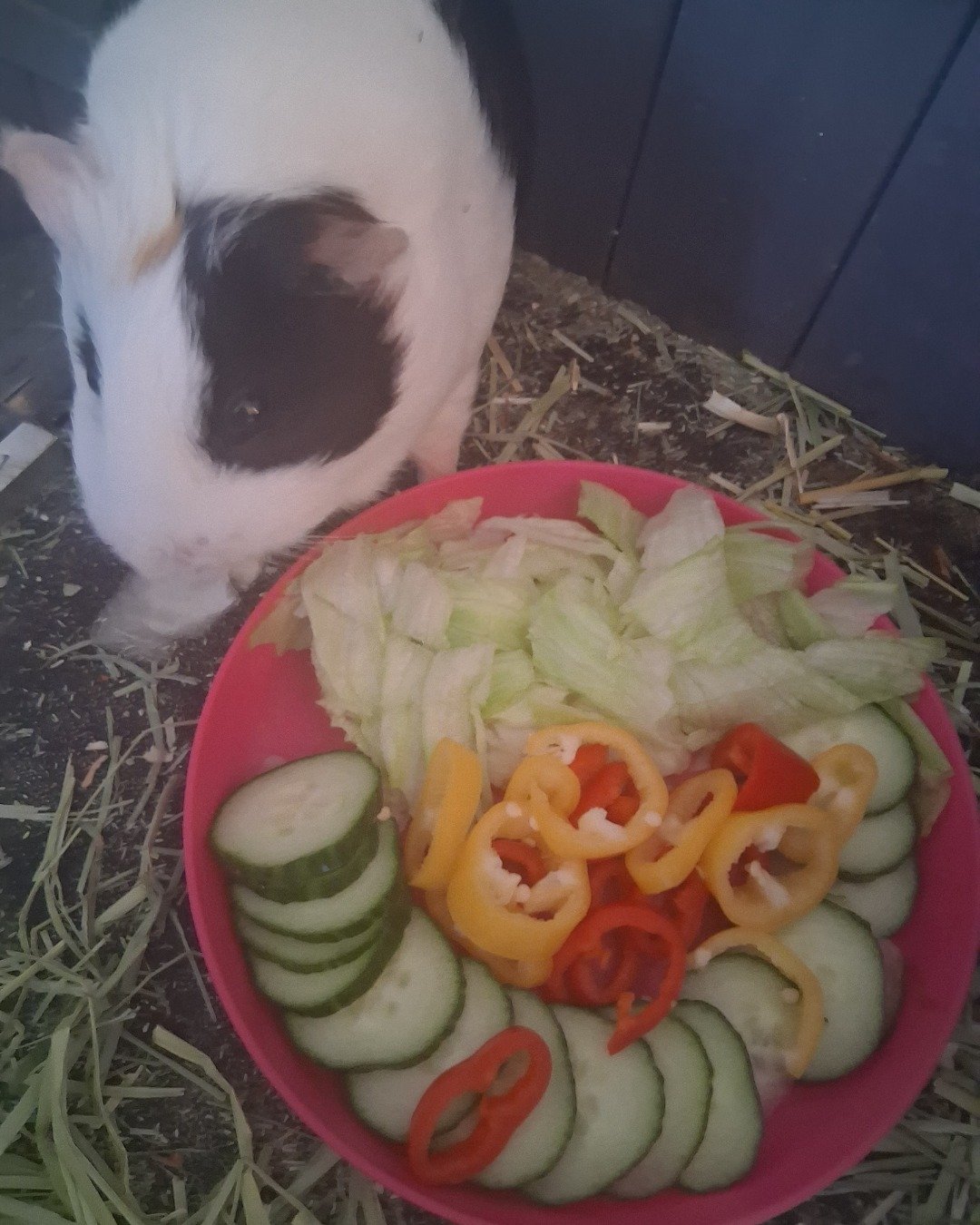 Luna. Food, Meal, Dish, Lunch, Rat, Rodent