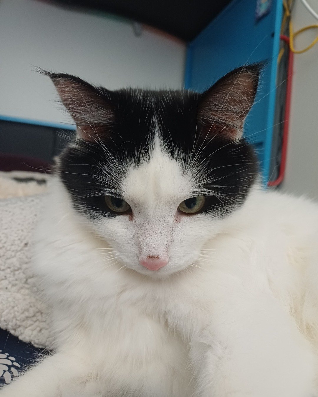 Manchhas the Tuxedo. Cat, Kitten