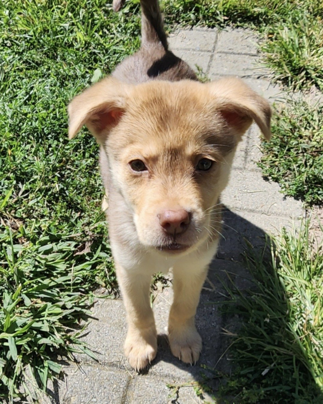 Smokey the Golden Retriever, Pitbull, English Mastiff, Siberia husky, C. Dog, Puppy, Grass, Plant, Herbal, Herbs