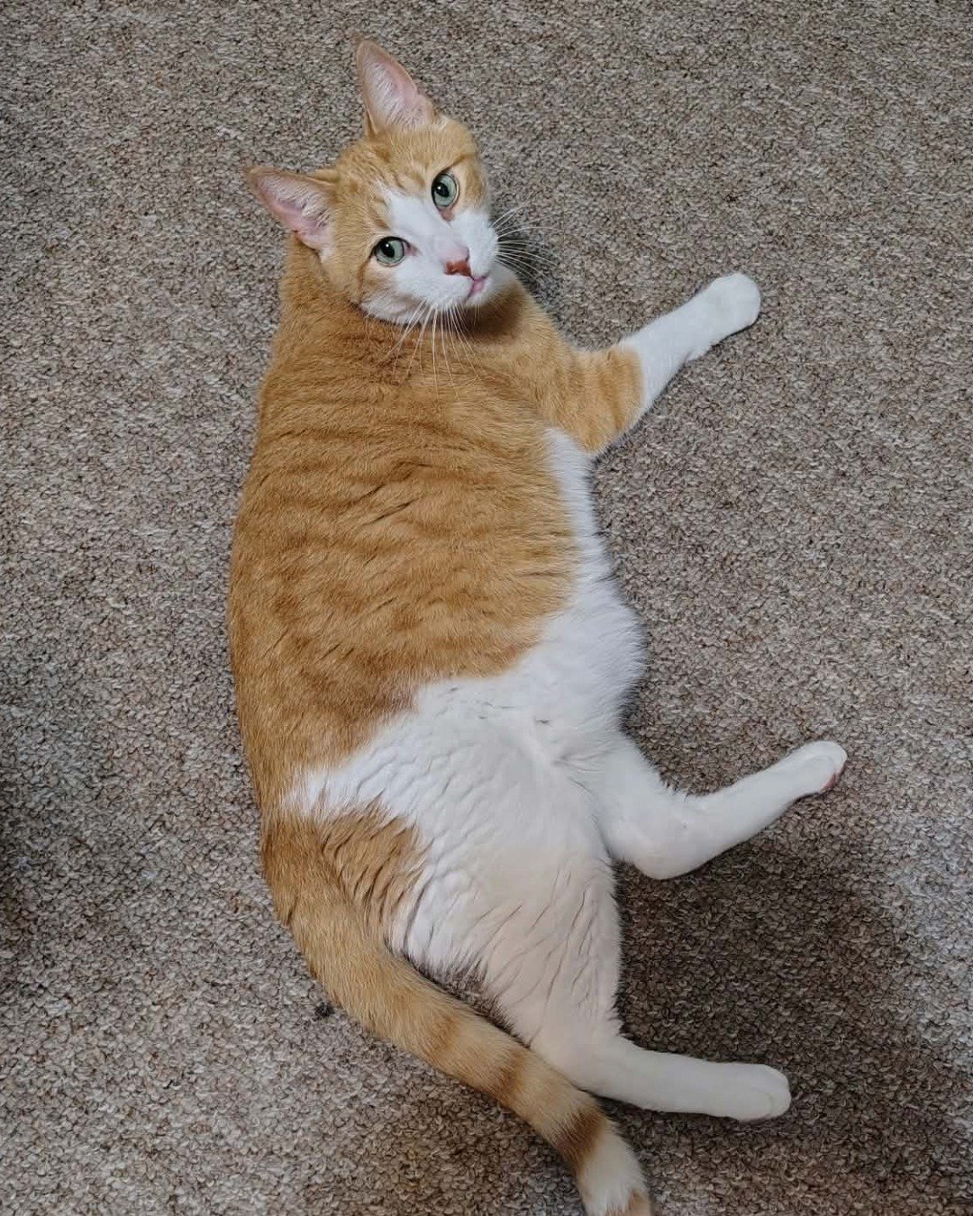 Redington the Tabby. Cat, Manx, Kitten