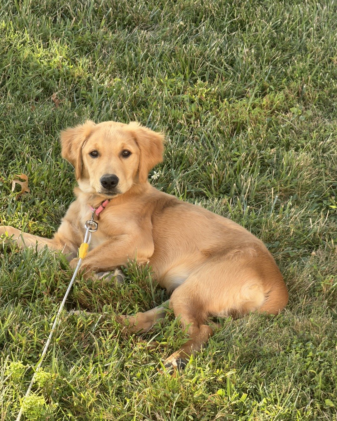 Ember the Golden retriever — Grass, Plant, Dog, Puppy, Golden Retriever